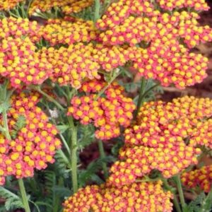 Achillea millefolium 'Desert Eve Terracotta '/ Közönséges cickafark