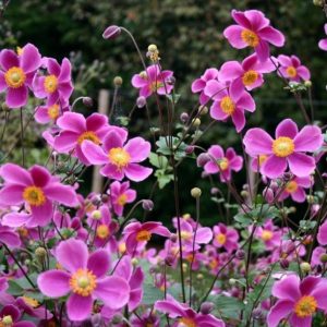 Anemone hupehensis 'Splendens'/ Kínai szellőrózsa, sötétrózsaszín