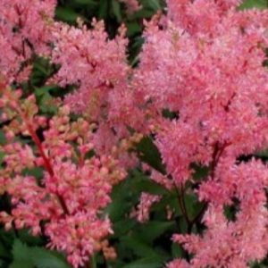 Astilbe x arendsii 'Bressingham Beauty'/ Kerti Tollbuga, rózsaszín