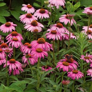 Echinacea purpurea 'Magnus'/ Bíbor Kasvirág, rózsaszín
