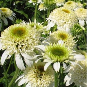 Echinacea purpurea 'Delicious Nougat'/ Kasvirág