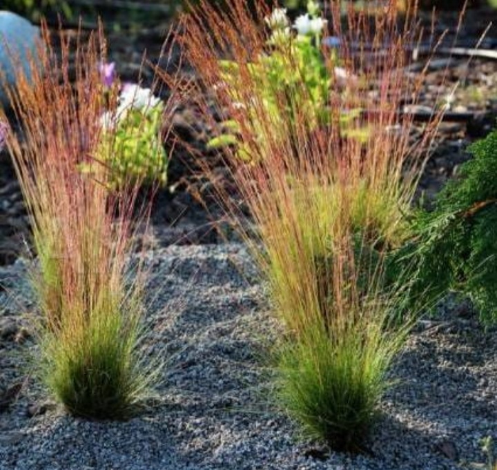Festuca 'Walberla'/ Csenkesz - Image 2