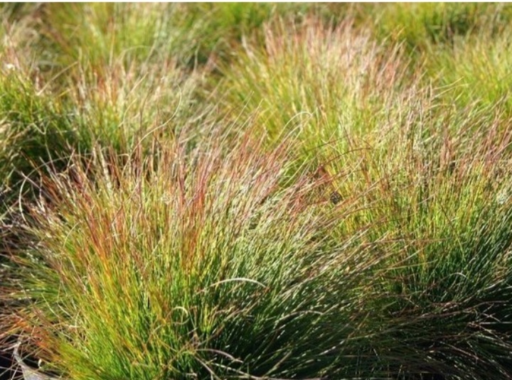 Festuca 'Walberla'/ Csenkesz