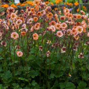 Geum 'Smokey Peach'/ Bókoló gyömbérgyökér, barackvirág