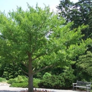 Ginkgo biloba/ Páfrányfenyő