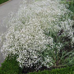 Gypsophila paniculata 'Bristol Fairy'/ Buglyos fátyolvirág, fehér
