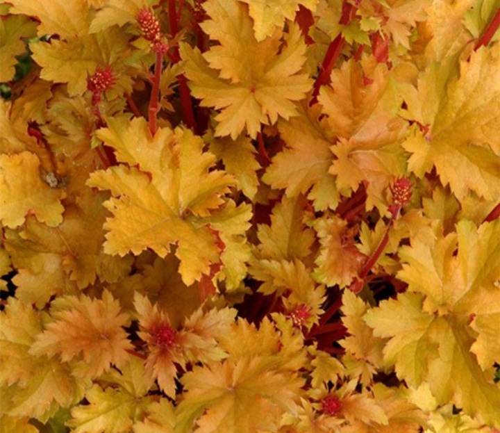 Heuchera 'Amber Waves'/ Tűzeső (Tűzgyöngyvirág)