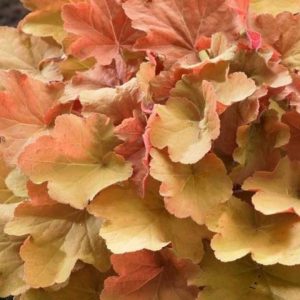 Heuchera villosa 'Caramel'/ Tűzeső (Tűzgyöngyvirág)