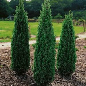 Juniperus communis 'Hibernica'/ Ír oszlopos boróka