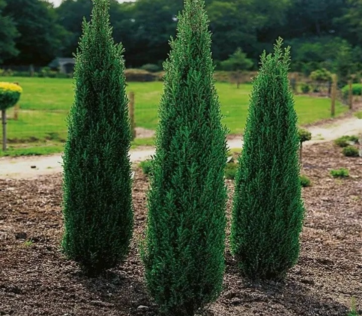 Juniperus communis 'Hibernica'/ Ír oszlopos boróka