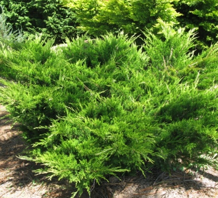 Juniperus x media 'Mint Julep'/ Zöld terülő boróka - Image 2