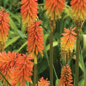 Kniphofia 'Orange Vanilla Popsicle'/ Fürtös fáklyaliliom
