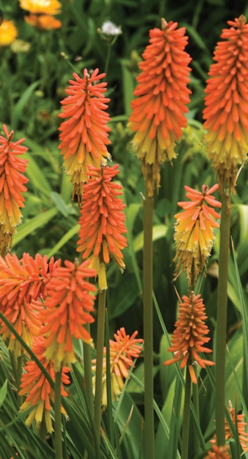 Kniphofia 'Orange Vanilla Popsicle'/ Fürtös fáklyaliliom