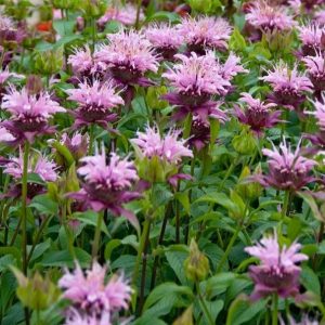 Monarda fistulosa ' Beauty of Cobham'/ Méhbalzsam, világos rózsaszín