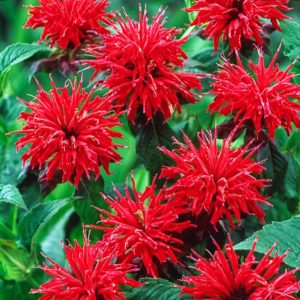 Monarda didyma 'Cambridge Scarlet'/ Vörös méhbalzsam, skarlátvörös