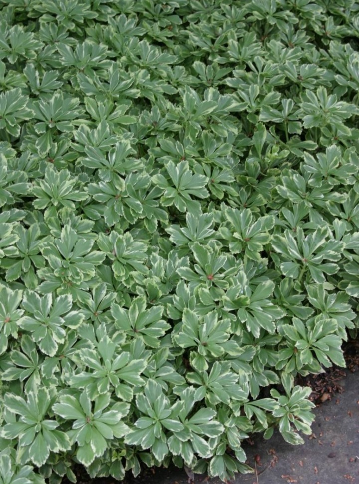 Pachysandra terminalis 'Variegata'/ Japán kövérke