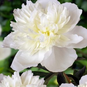 Paeonia lactiflora 'Duchesse de Nemours'/ Lágyszárú bazsarózsa, fehér telt
