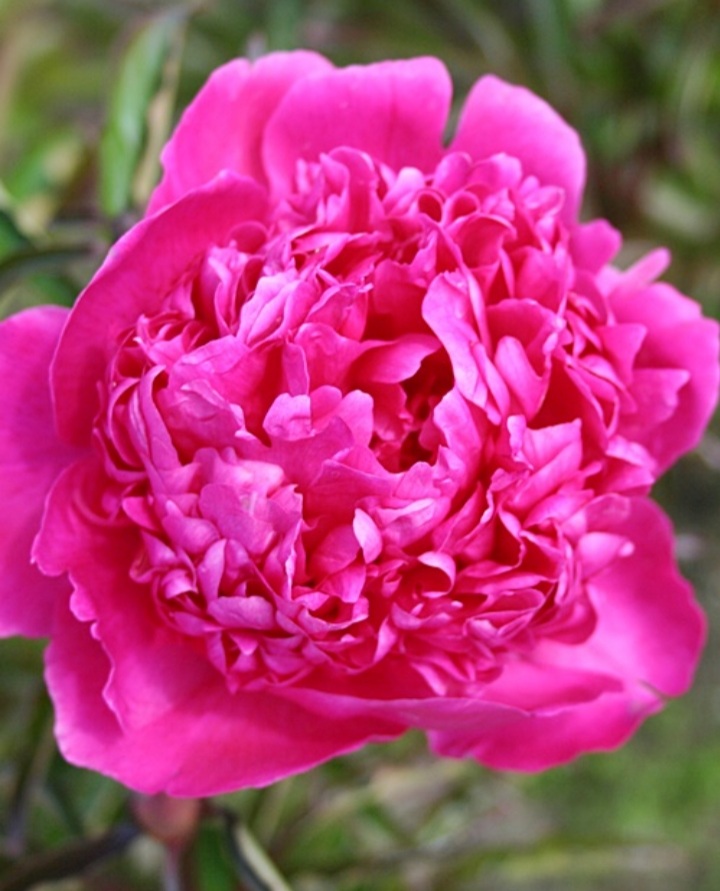 Paeonia lactiflora 'Amabilis'/ Lágyszárú bazsarózsa