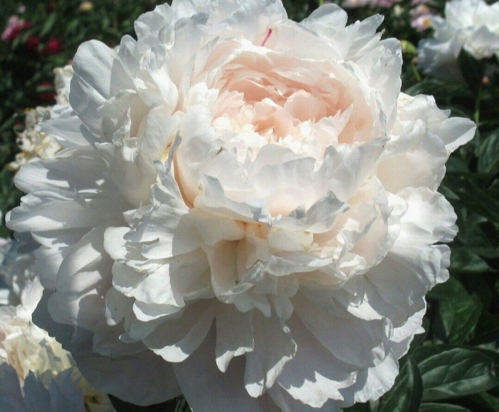 Paeonia lactiflora 'Shirley Temple'/ Lágyszárú bazsarózsa