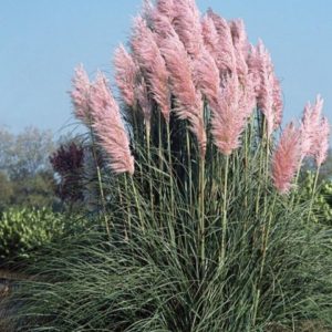 Cortaderia selloana 'Rosea'/ Pampafű, rózsaszín