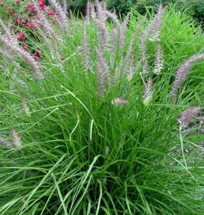 Pennisetum oriantale 'Pink'/ Keleti tollborzfű - Image 2