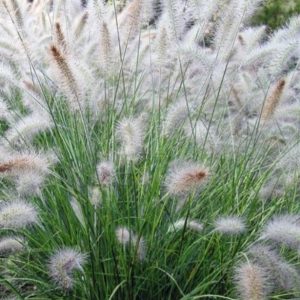 Pennisetum alopecuroides 'Hameln'/ Tollborzfű