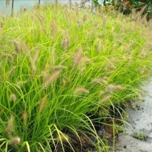 Pennisetum alopecuroides 'JS Jommenik' (Lumen Gold)/ Tollborzfű