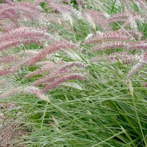 Pennisetum oriantale 'Flamingo'/ Keleti tollborzfű