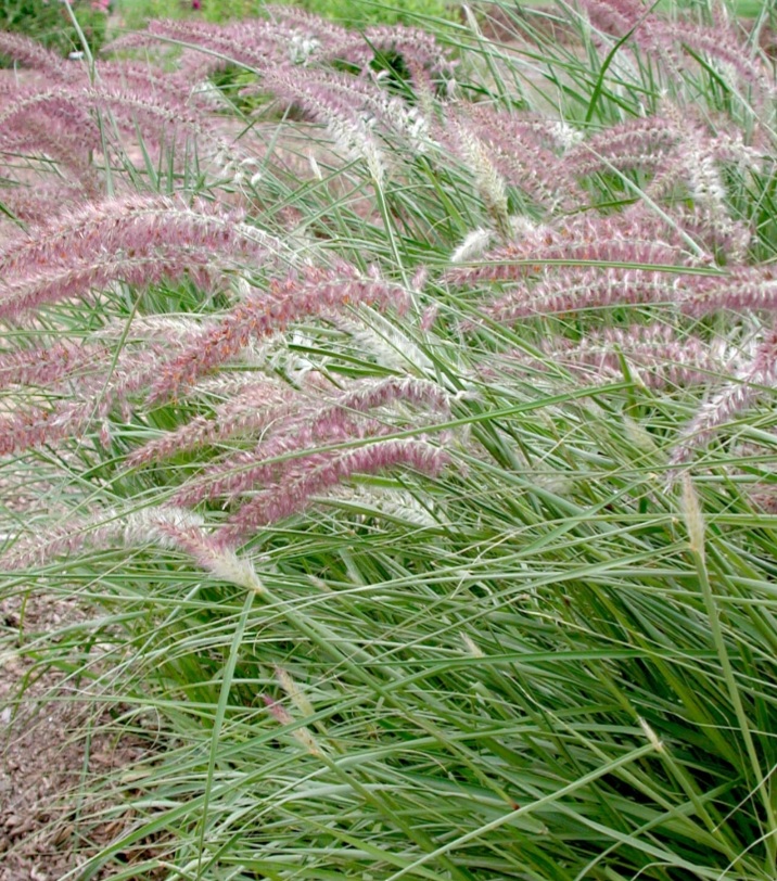 Pennisetum oriantale 'Pink'/ Keleti tollborzfű