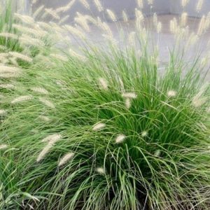 Pennisetum alopecuroides 'Little Bunny'/ Törpe tollborzfű