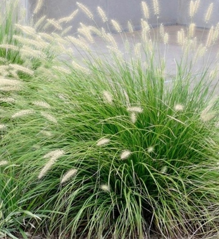 Pennisetum alopecuroides 'Little Bunny'/ Törpe tollborzfű