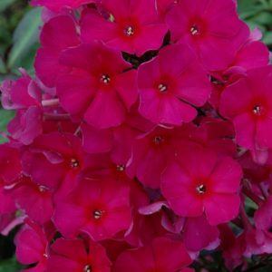 Phlox paniculata 'Sweet Summer Wine'/ Bugás lángvirág, sötét telemagenta