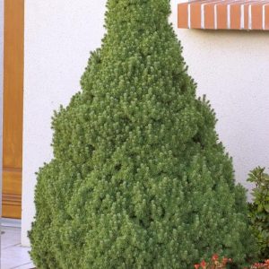 Picea glauca 'Conica'/ Cukorsüvegfenyő