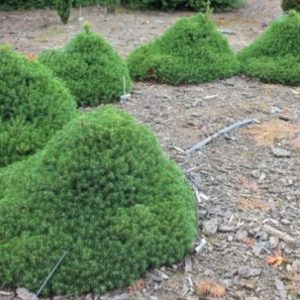 Picea abies 'Tompa'/ Kúp alakú törpe lucfenyő