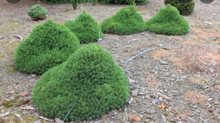 Picea abies 'Tompa'/ Kúp alakú törpe lucfenyő