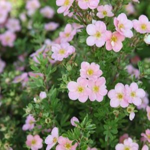 Potentilla fruticosa 'Lovely Pink'/ Cserjés pimpó, rózsaszín