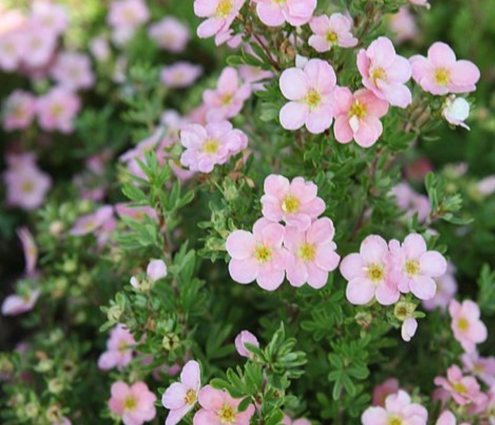 Potentilla fruticosa 'Lovely Pink'/ Cserjés pimpó, rózsaszín