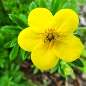 Potentilla fruticosa 'Kobold'/ Cserjés pimpó, sárga