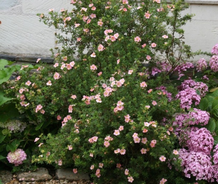 Potentilla fruticosa 'Lovely Pink'/ Cserjés pimpó, rózsaszín - Image 2