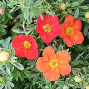 Potentilla fruticosa 'Red Ace'/ Cserjés pimpó, narancspiros