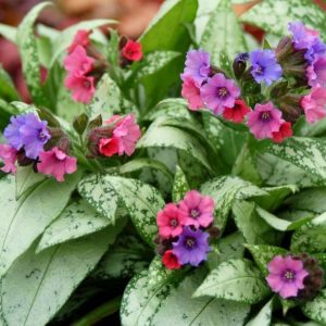 Pulmonaria 'Majeste'/ Tüdőfű