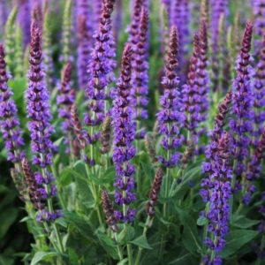 Salvia nemorosa 'Mainacht'/ Ligeti zsálya