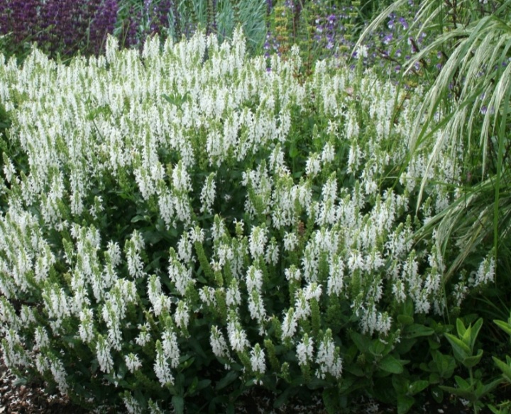 Salvia nemerosa 'Schneehügel'/Ligeti zsálya