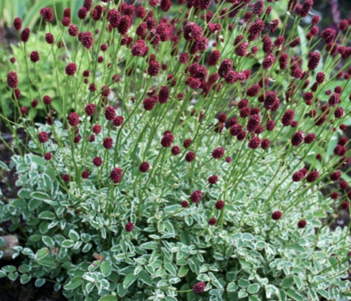 Sanguisorba officinalis 'Tanna'/ Őszi vérfű - Image 3