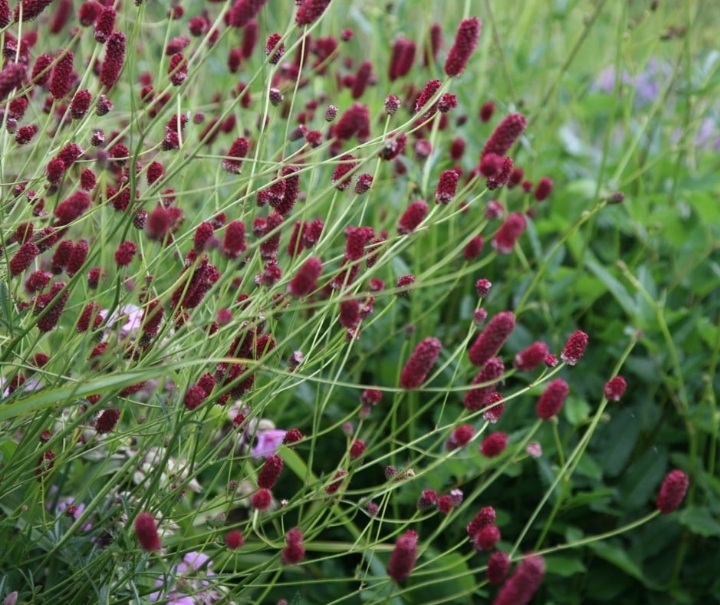 Sanguisorba officinalis 'Tanna'/ Őszi vérfű - Image 2