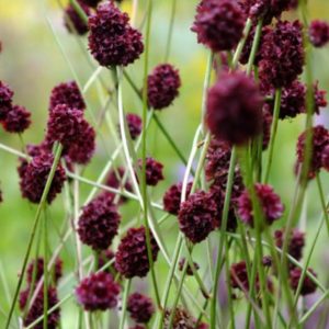 Sanguisorba officinalis 'Tanna'/ Őszi vérfű