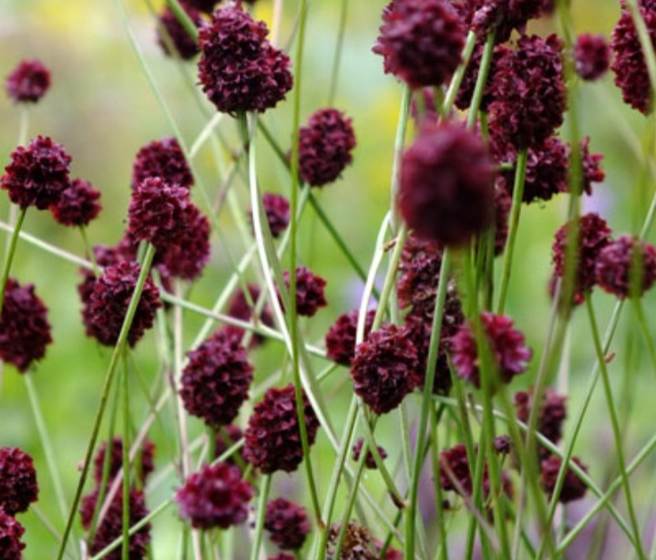 Sanguisorba officinalis 'Tanna'/ Őszi vérfű