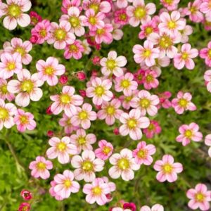 Saxifraga arendsii 'Alpino Pink'/ Mohalevelű kőtörőfű