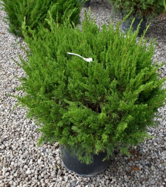 Juniperus x media 'Mint Julep'/ Zöld terülő boróka