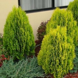 Thuja orientalis 'Aurea Nana'/ Aranylombú keleti tuja